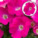 Afbeelding van Petunia P12 Neon pink
